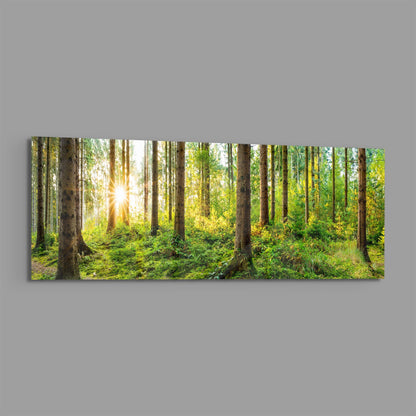 Sunlit mossy pine forest panoramic glass wall art on a plain gray wall