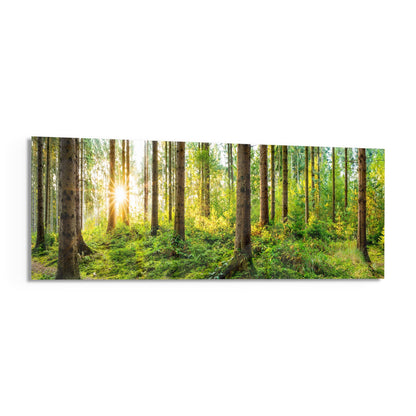 Sunlit mossy pine forest panoramic glass wall art angled on a white background