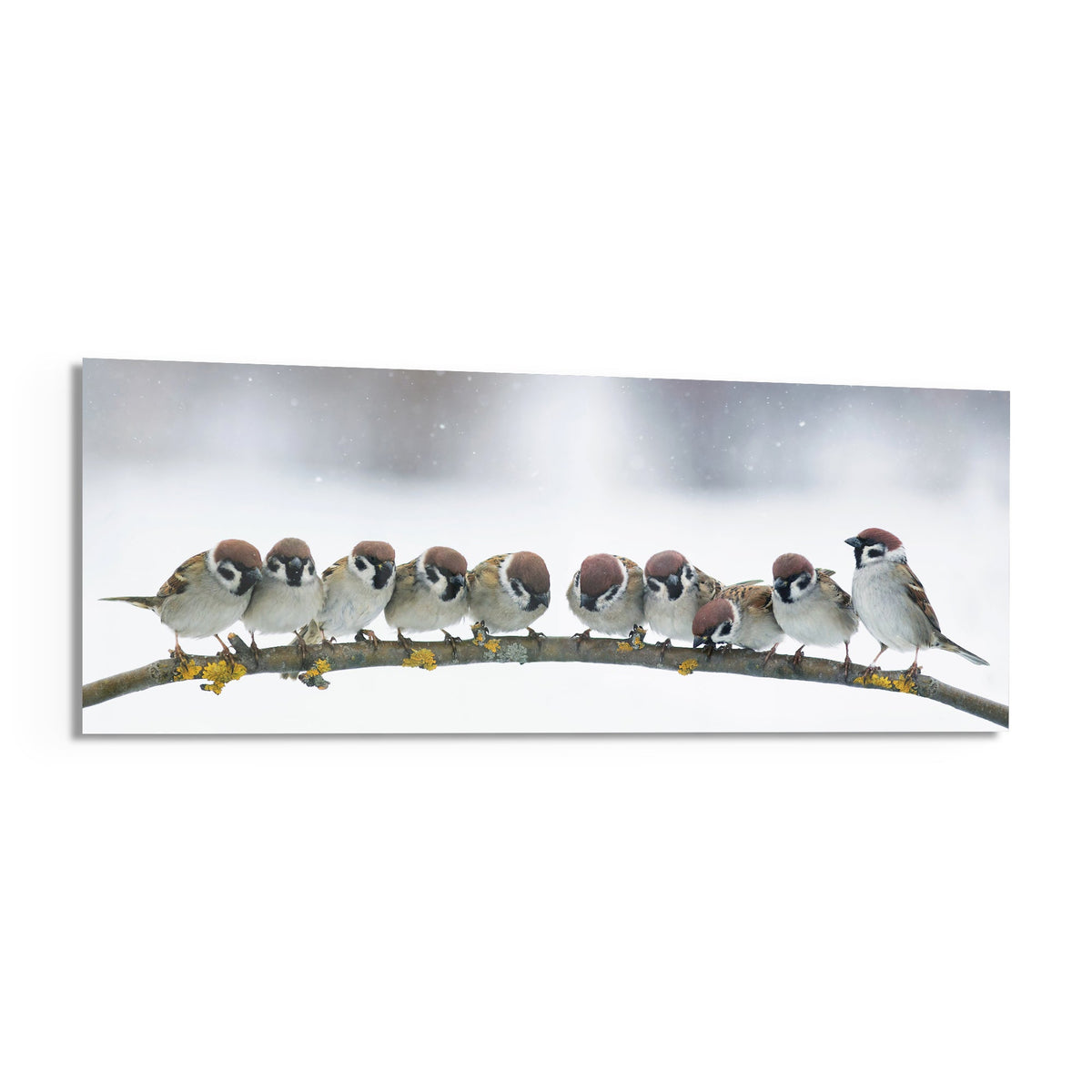 Row of sparrows huddled on a lichen-covered branch as snow falls, panoramic tempered glass piece on white