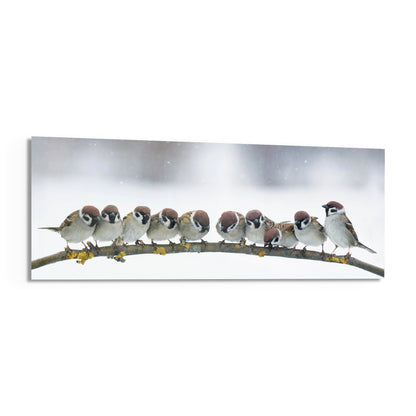 Row of sparrows huddled on a lichen-covered branch as snow falls, panoramic tempered glass piece on white