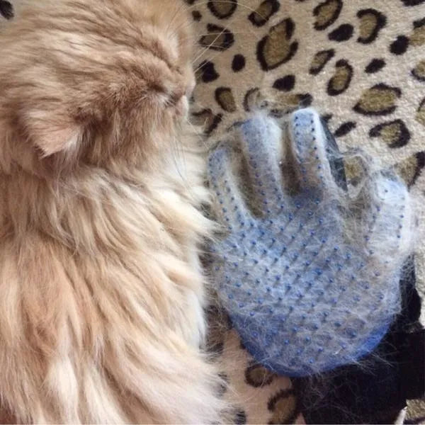 Cat enjoying grooming with silicone tip pet glove massage
