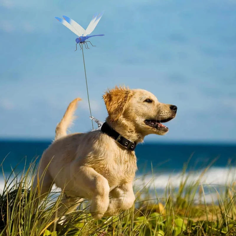 Dragonfly clip decoration attached to dog collar while running outdoors