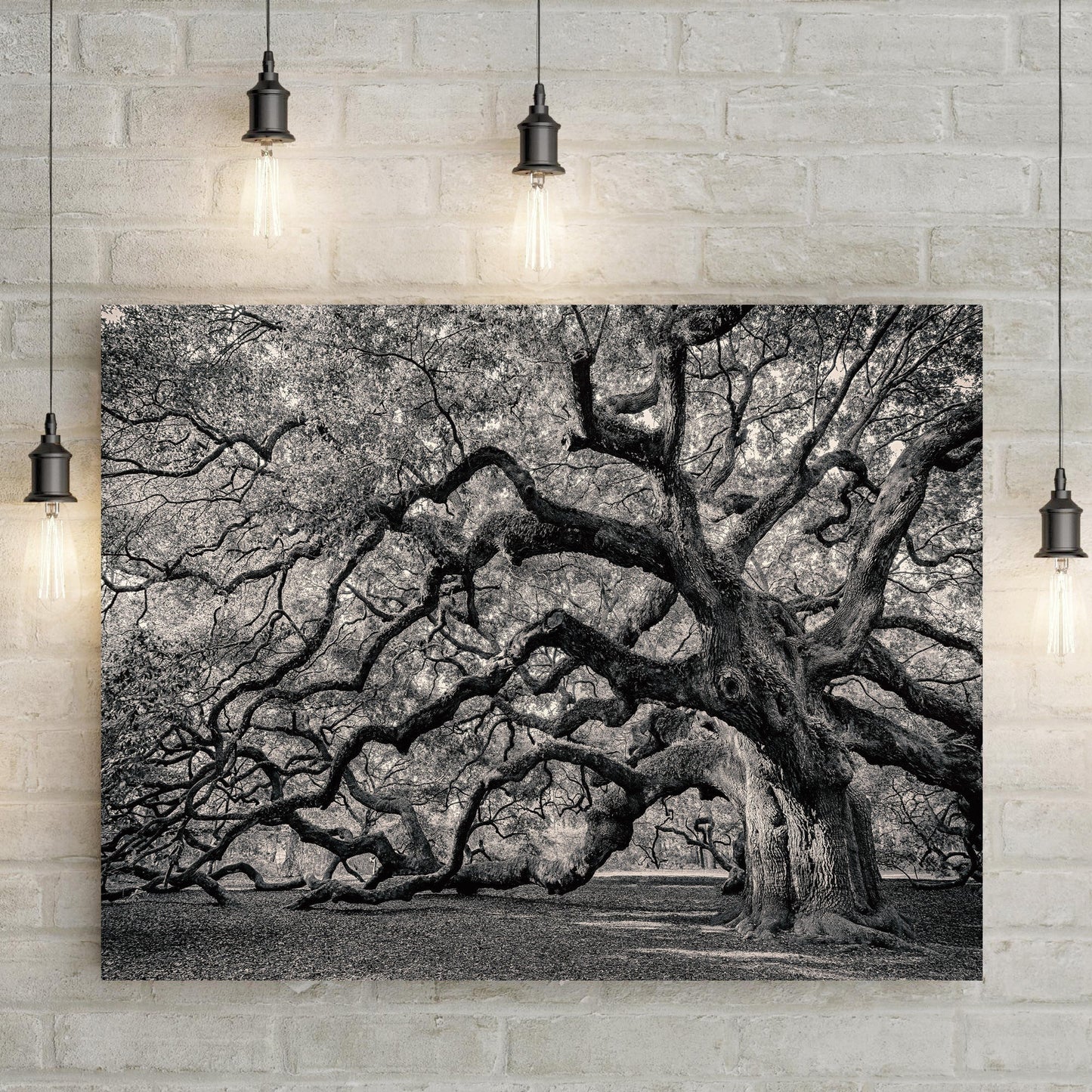 Black and white ancient oak tree with sprawling mossy branches, canvas wall art
