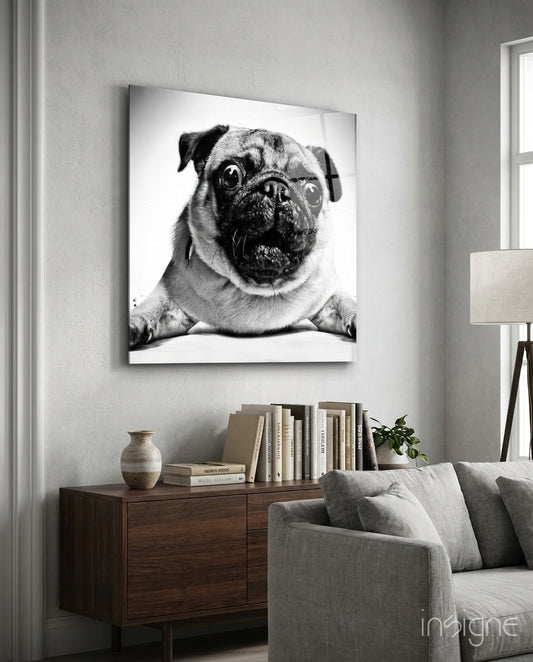 Wide Eyed Pug Portrait Glass Art