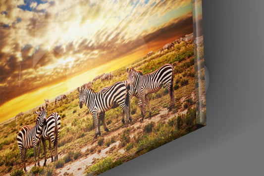 Zebra herd at sunset glass wall art at an angle showing the glossy edge of the tempered glass