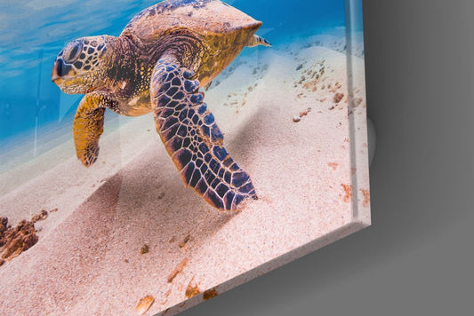 Glossy edge close-up of the sea turtle glass wall art showing the shell and flippers