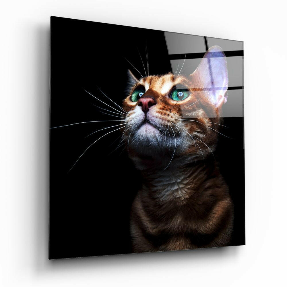 Kitten cat glass wall art on a wall