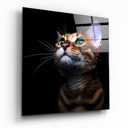 Kitten cat glass wall art on a wall