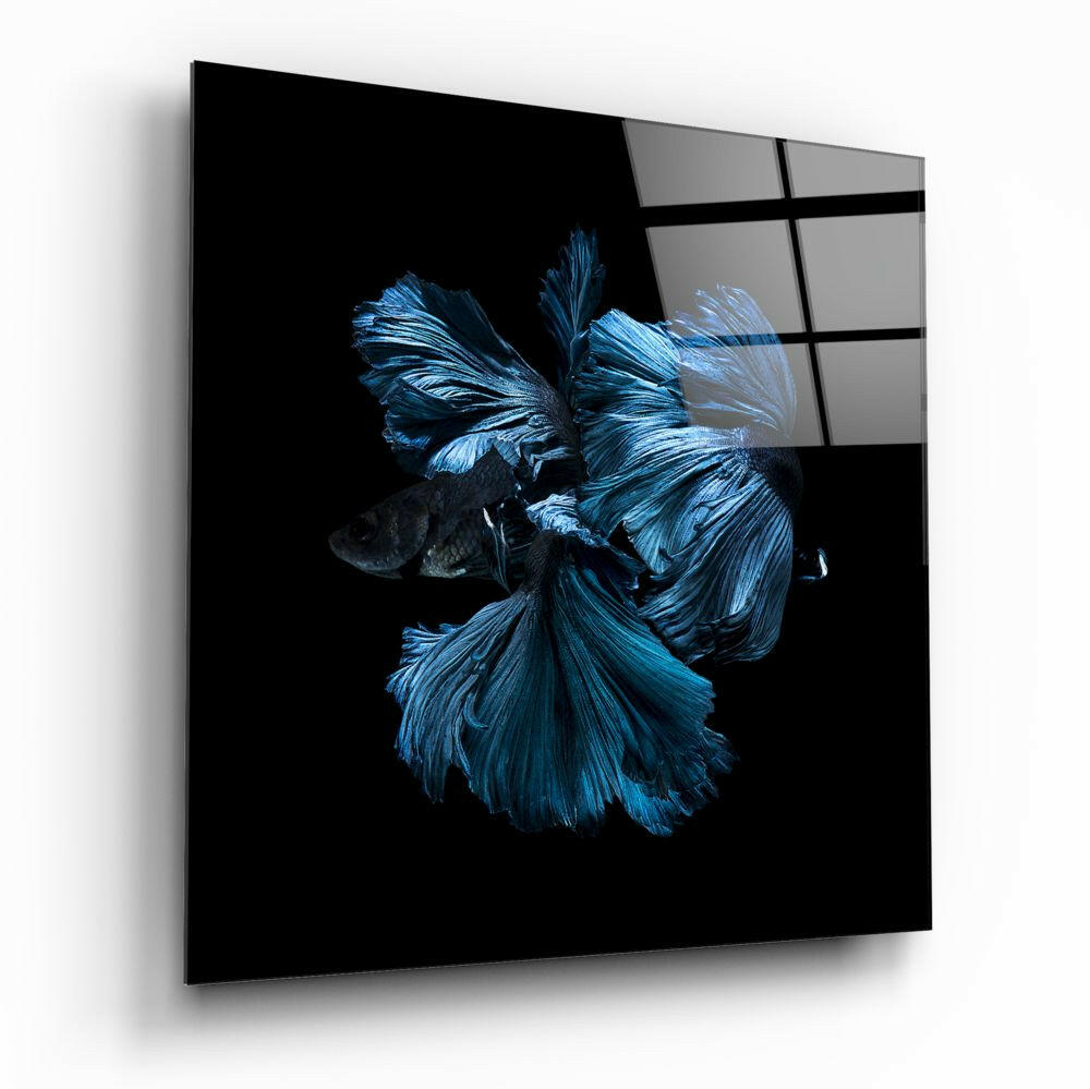 Betta Fish glass wall art tempered glass print