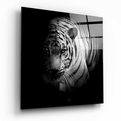 White Tiger glass wall art, a striking pale big cat on glossy tempered glass