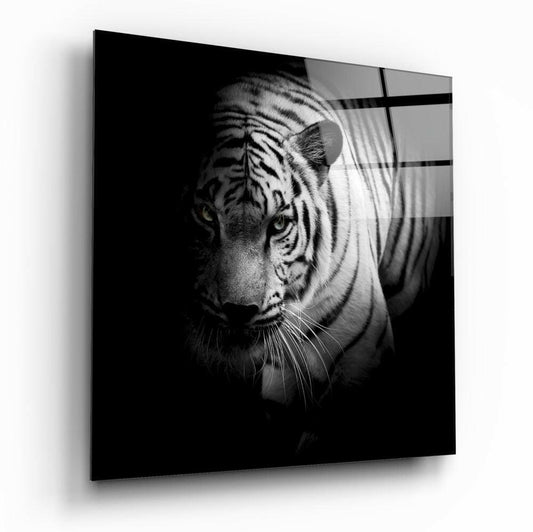 White Tiger glass wall art, a striking pale big cat on glossy tempered glass
