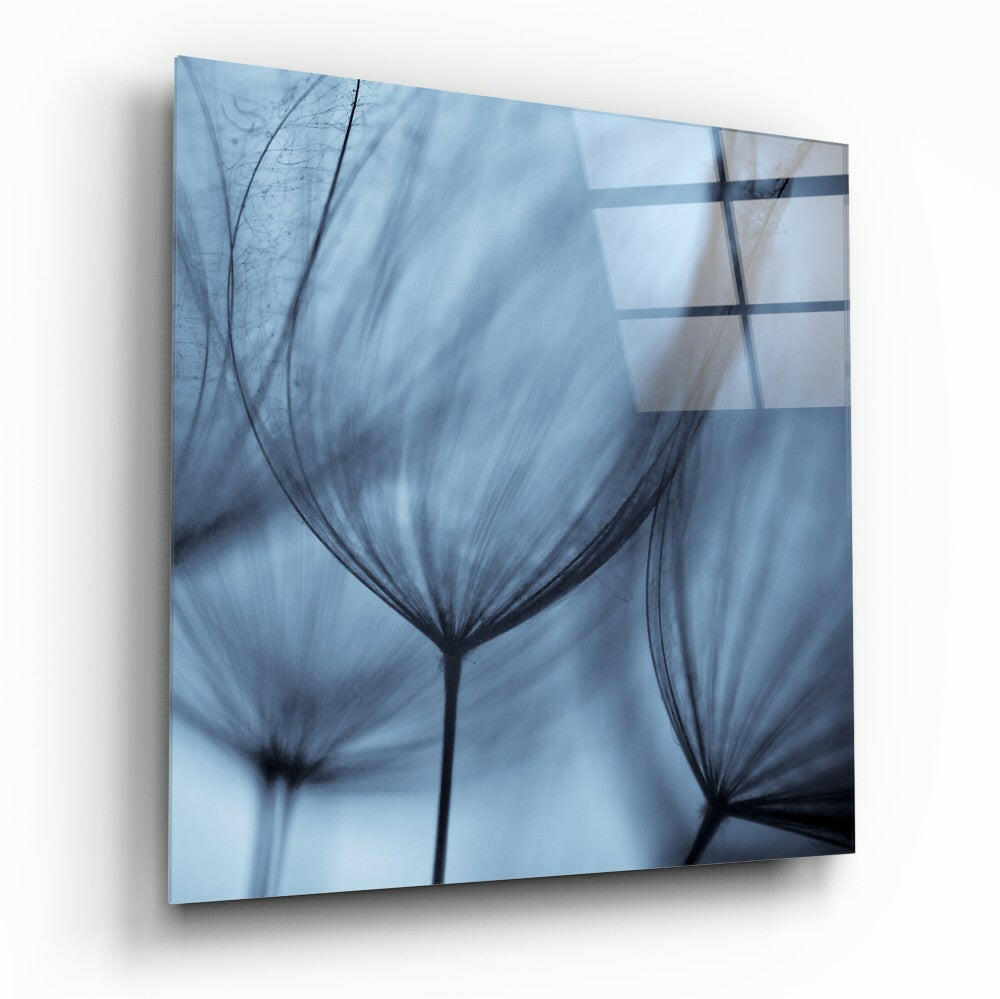 Dandelion Tranquility Glass Wall Art - botanical dandelion tempered glass print