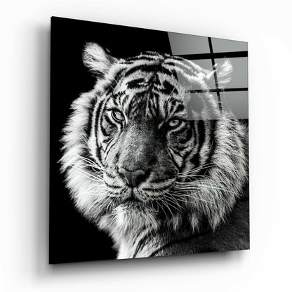Tiger's Look Glass Wall Art printed on tempered glass
