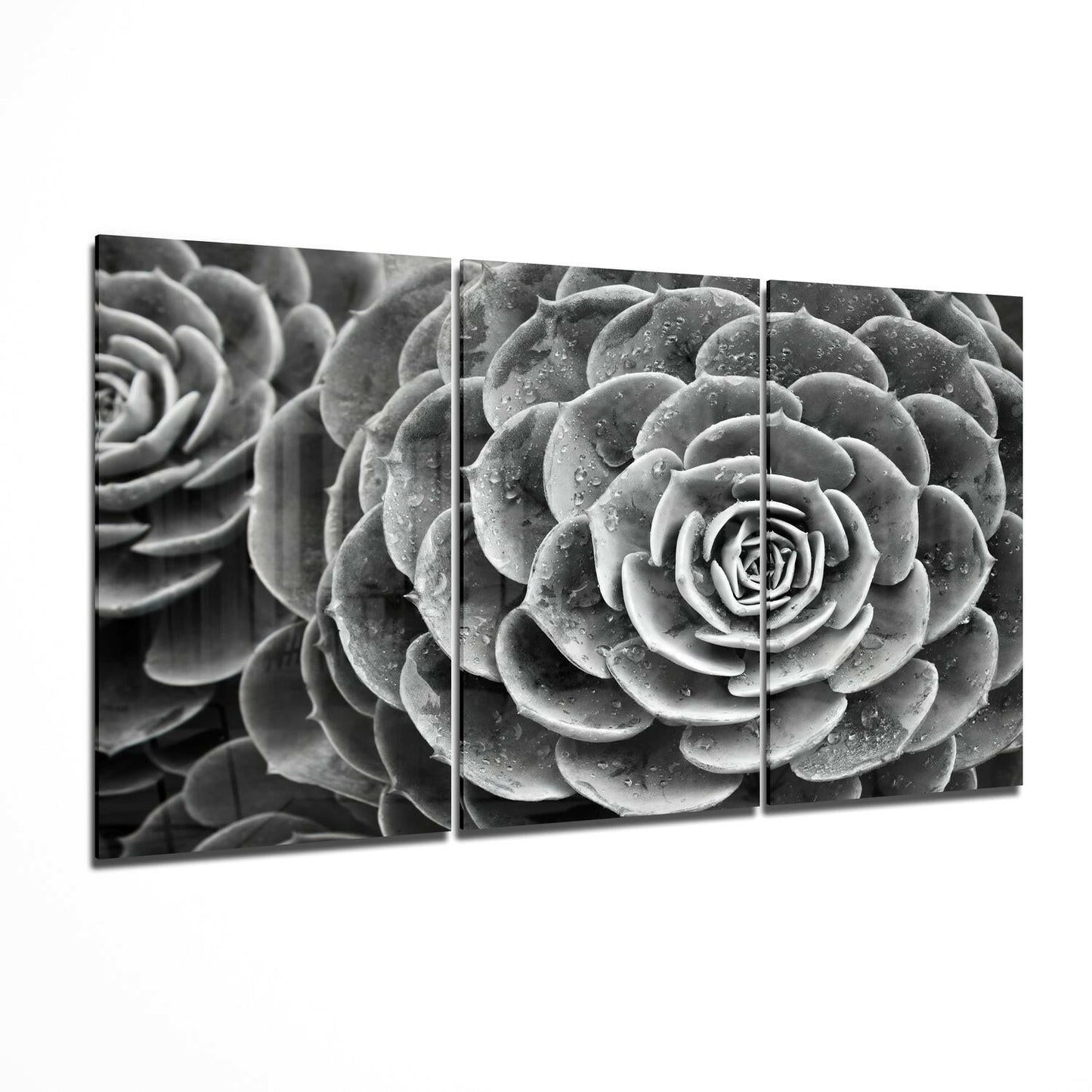 Succulent glass wall art printed on tempered glass