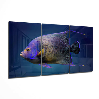 Queen Angel Fish glass wall art 3-piece set featuring a coastal reef fish