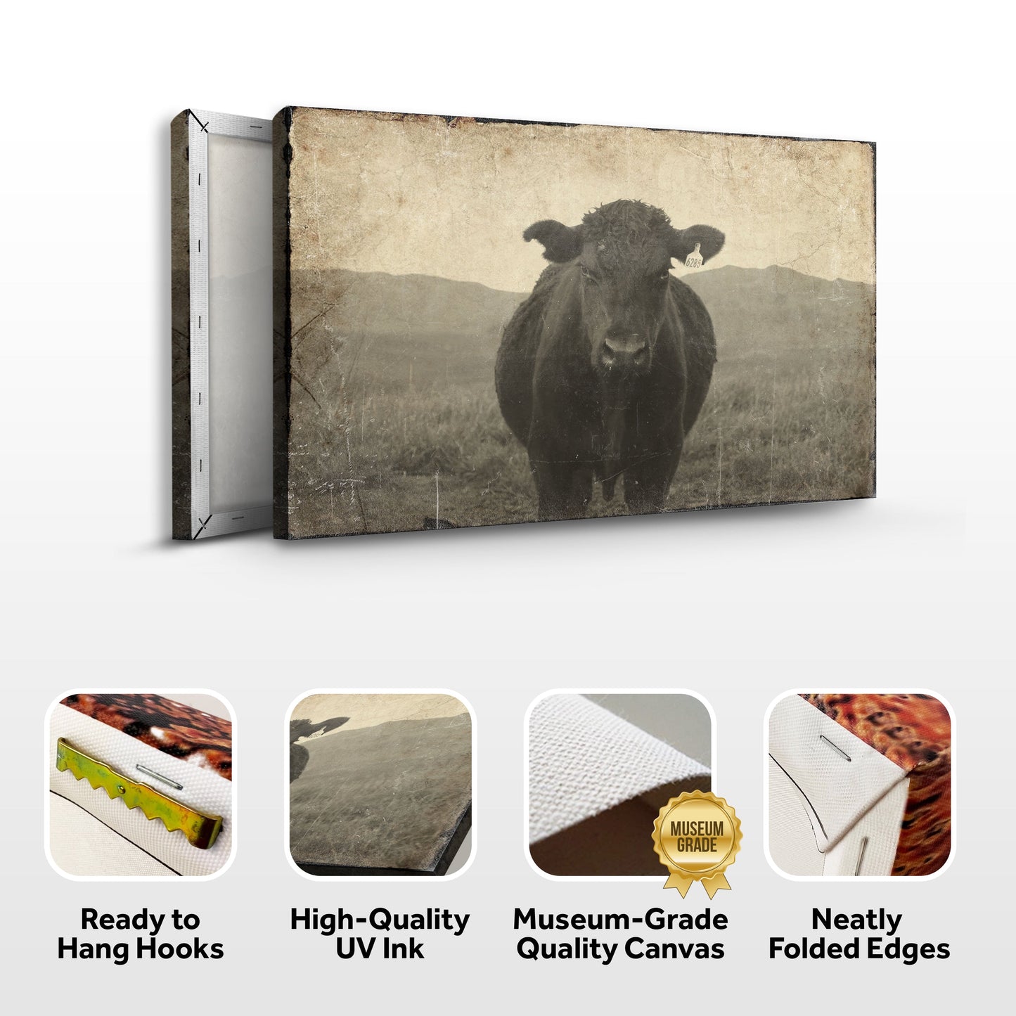 Vintage Angus Cattle Portrait Canvas Wall Art