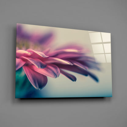 Pink Gerbera Petals Glass Wall Art