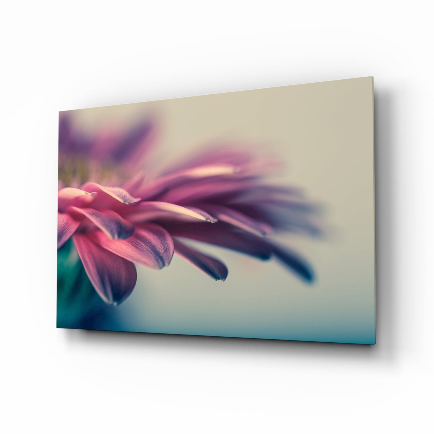 Pink Gerbera Petals Glass Wall Art