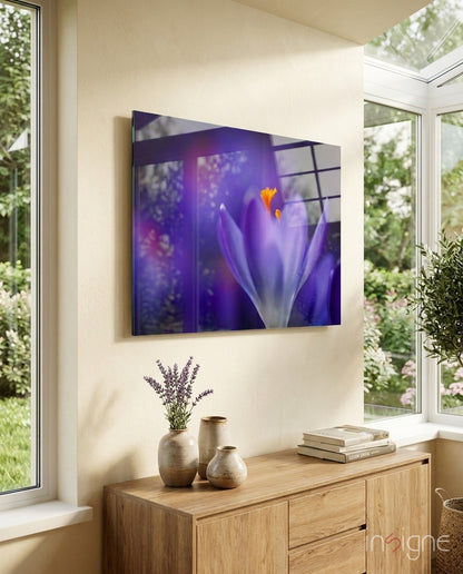 Purple crocus bloom glass wall art