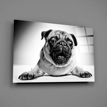 Pug Portrait Glass Wall Art