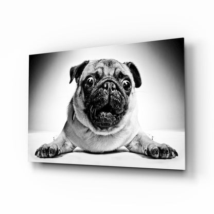 Pug Portrait Glass Wall Art