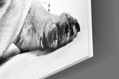 Pug Portrait Glass Wall Art