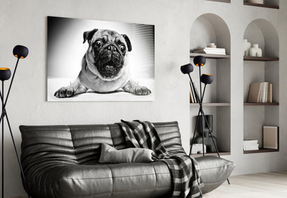 Pug Portrait Glass Wall Art