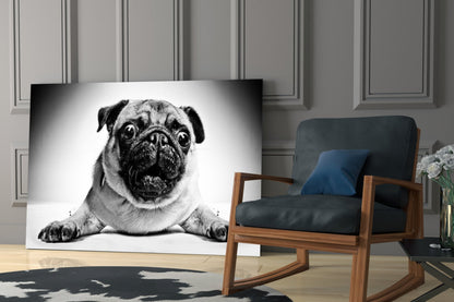 Pug Portrait Glass Wall Art