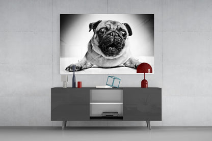 Pug Portrait Glass Wall Art