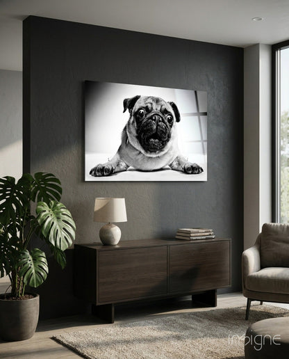 Pug portrait glass wall art, black-and-white pug staring into the camera, paws forward