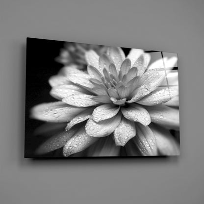 Gray Dahlia Macro Glass Wall Art