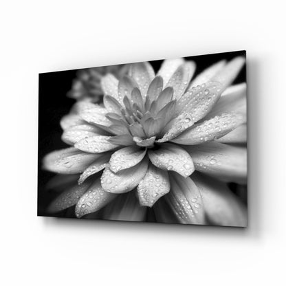 Gray Dahlia Macro Glass Wall Art