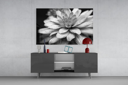 Gray Dahlia Macro Glass Wall Art
