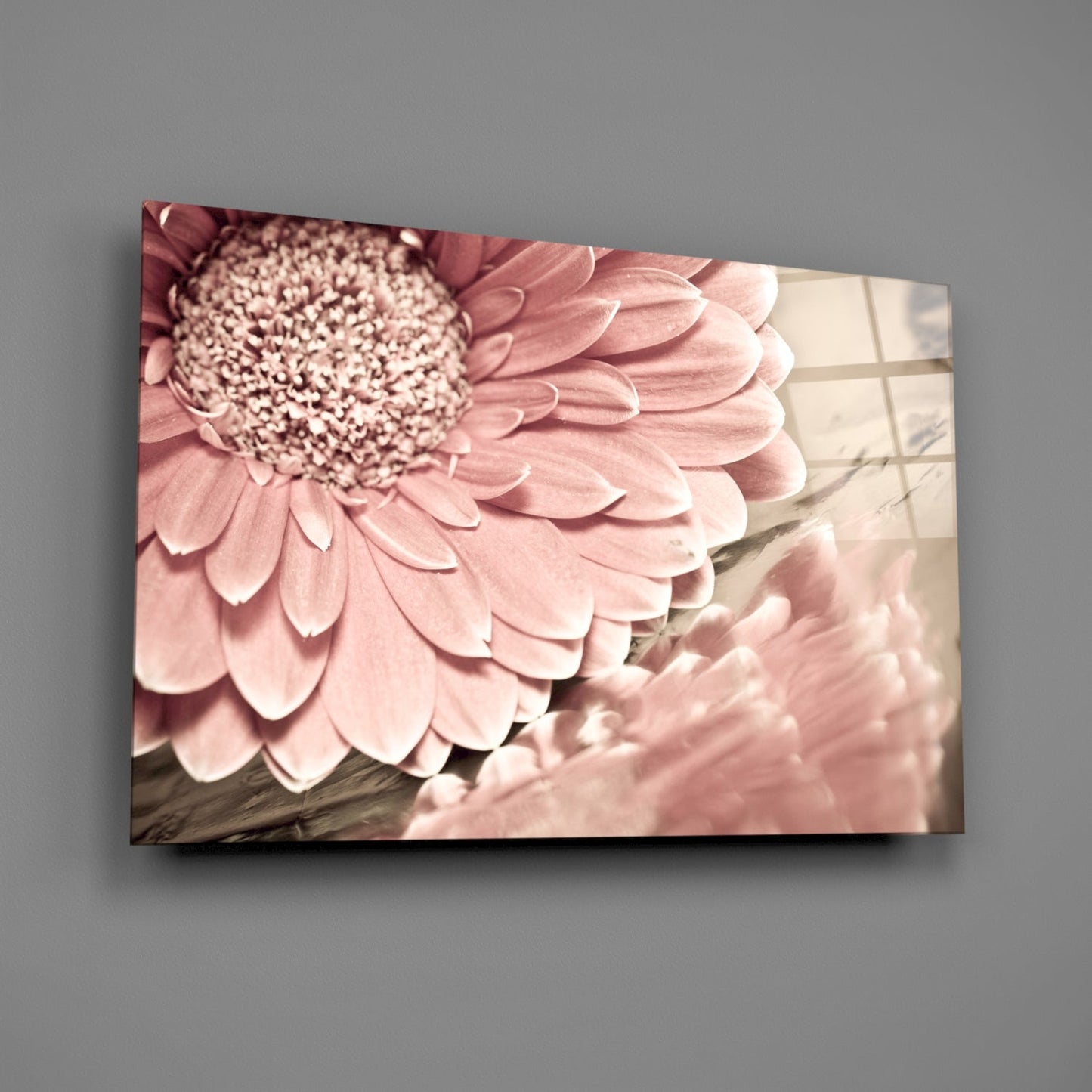 Gerbera Daisy Macro Glass Wall Art