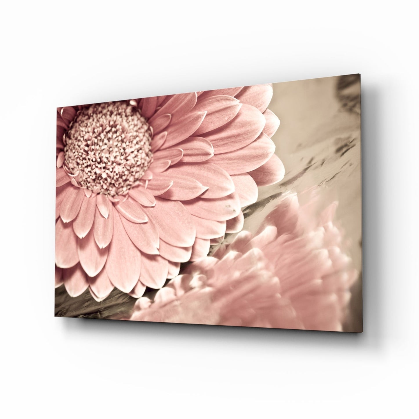 Gerbera Daisy Macro Glass Wall Art