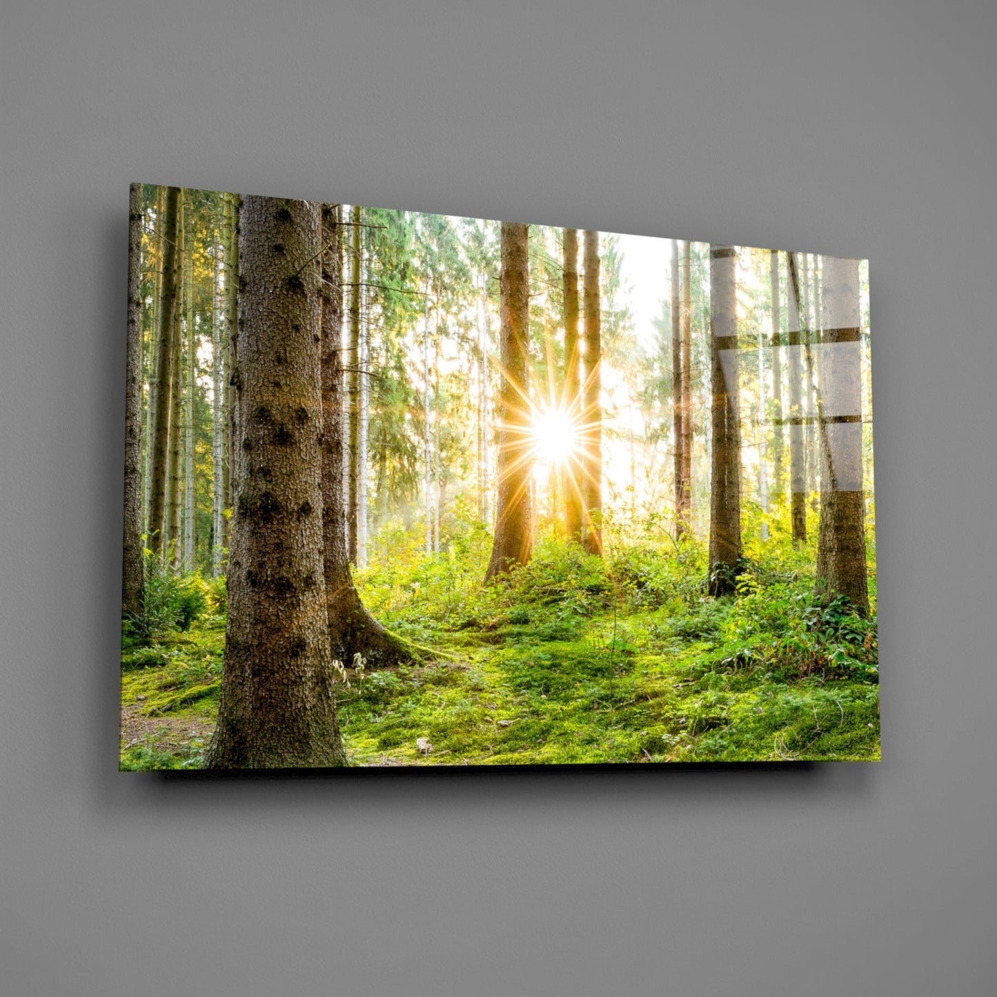Forest Glass Wall Art Sunbeam Evergreen Print