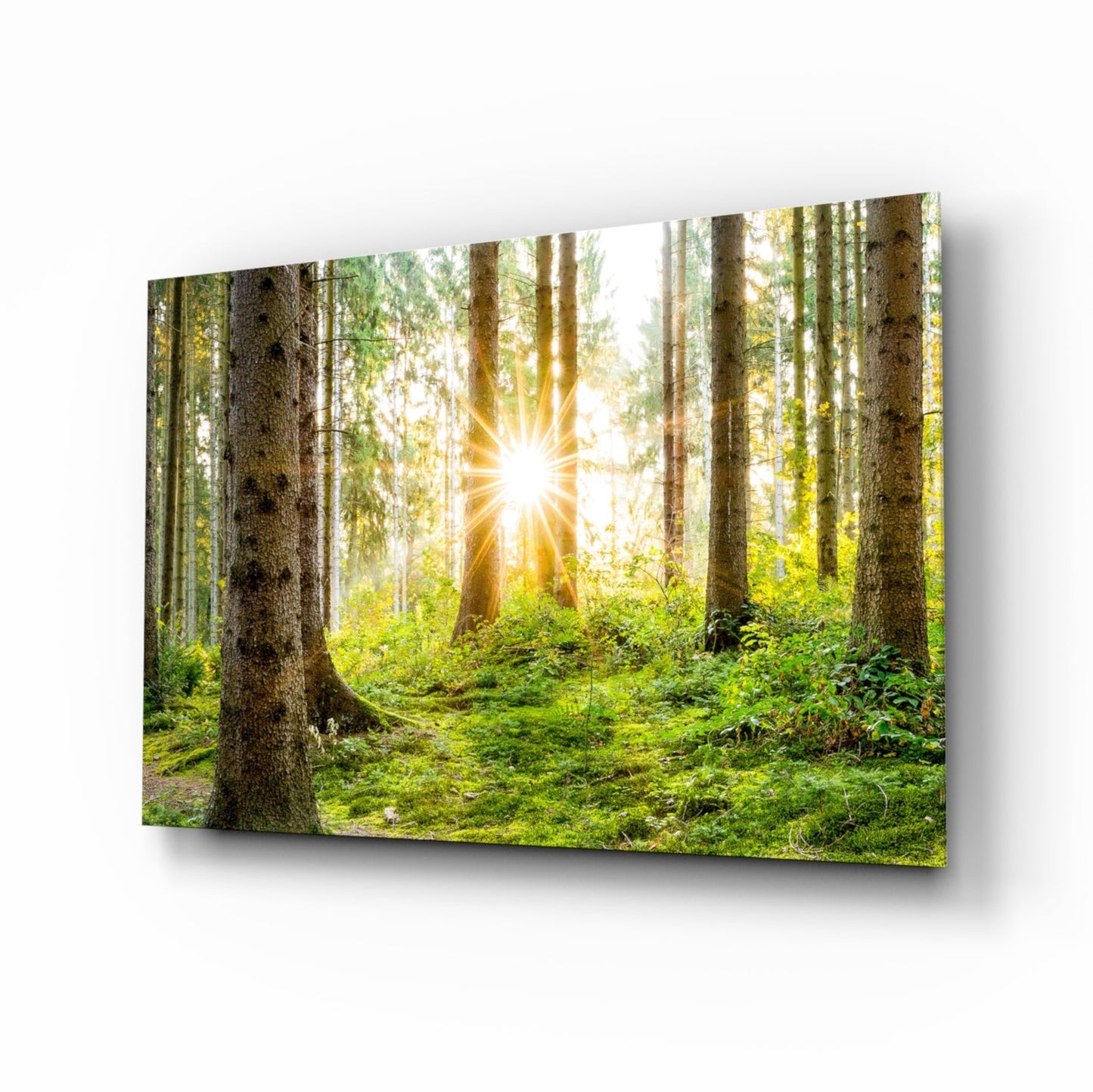 Forest Glass Wall Art Sunbeam Evergreen Print