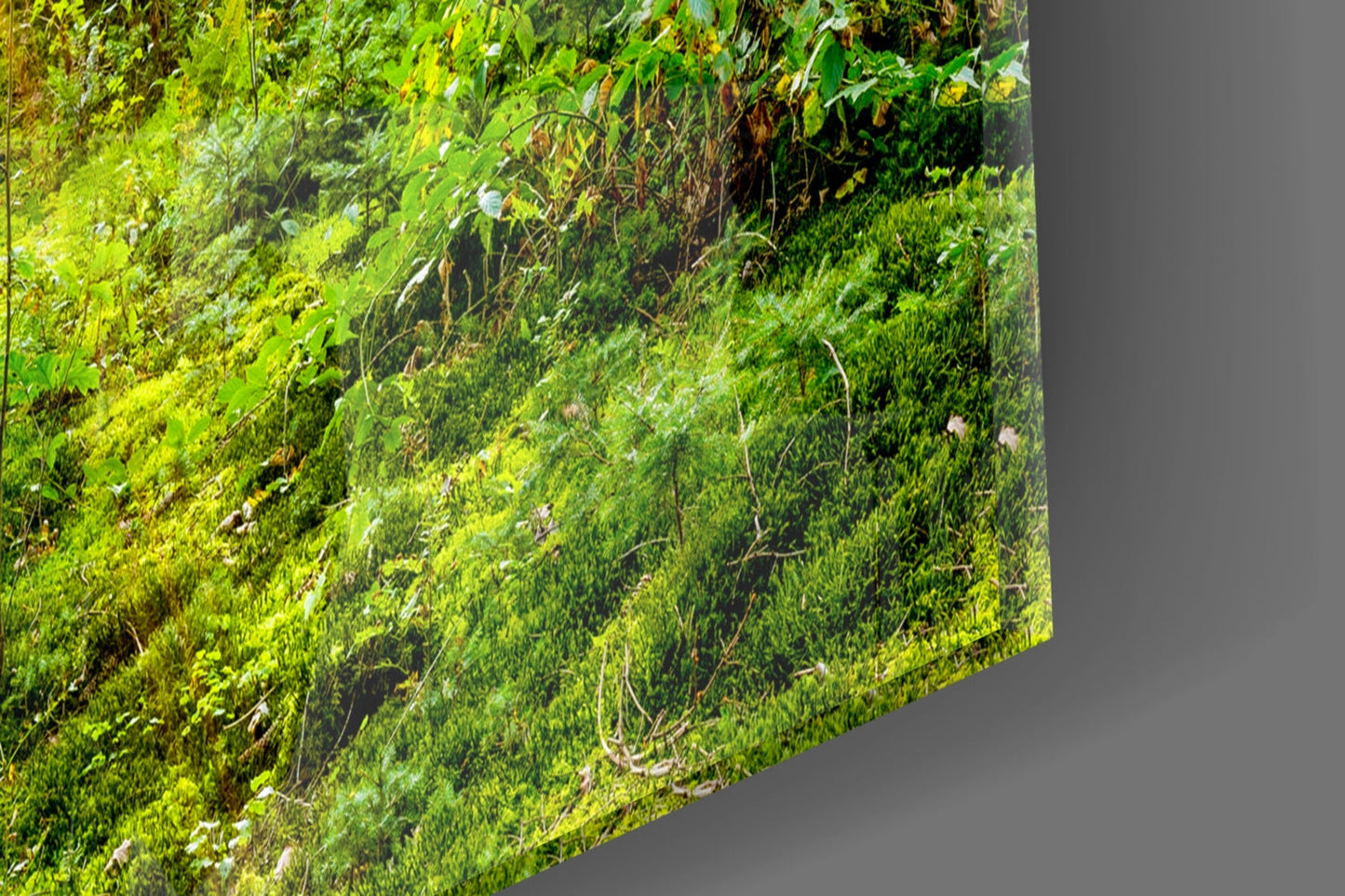 Forest Glass Wall Art Sunbeam Evergreen Print