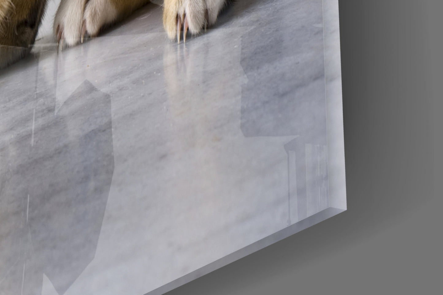 Tabby Kitten Glass Wall Art