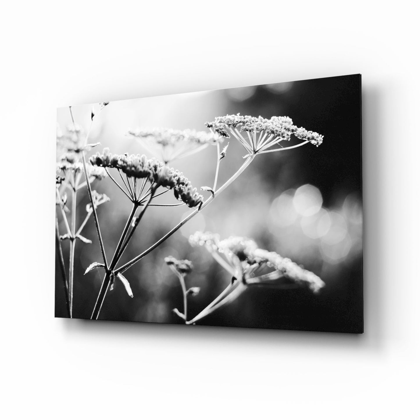 Frosted wildflower umbels glass wall art