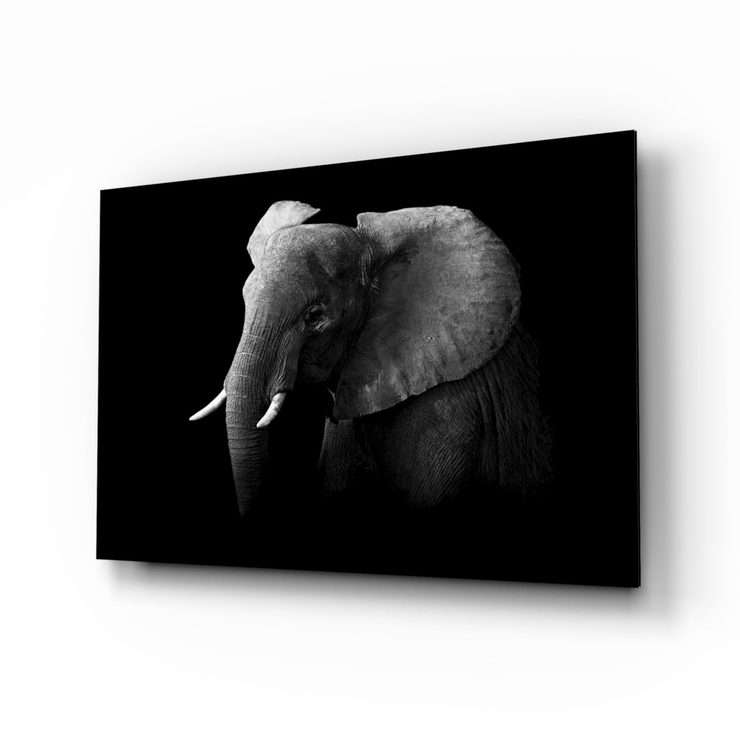 Black and white elephant glass wall art