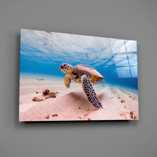 Sea Turtle Underwater Glass Wall Art