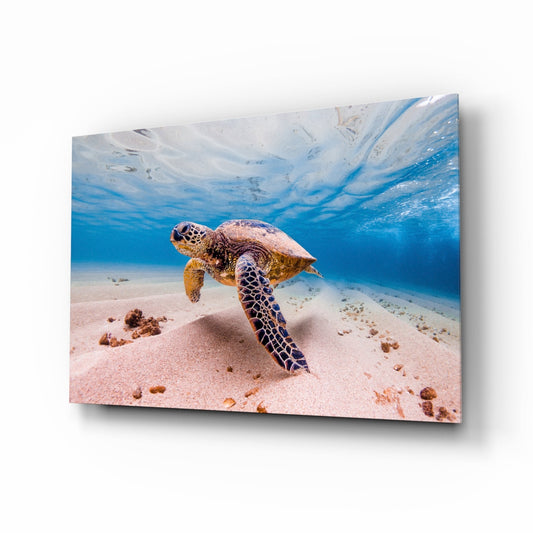Green sea turtle gliding above sandy seabed in turquoise water, glass wall art