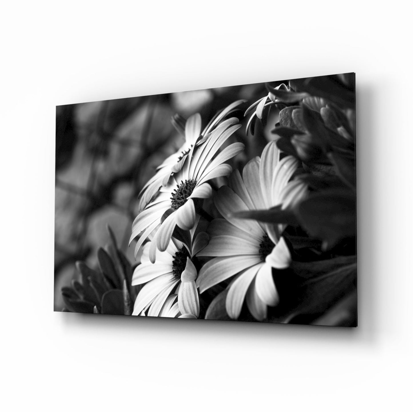 Black and White Flower glass wall art tempered glass print