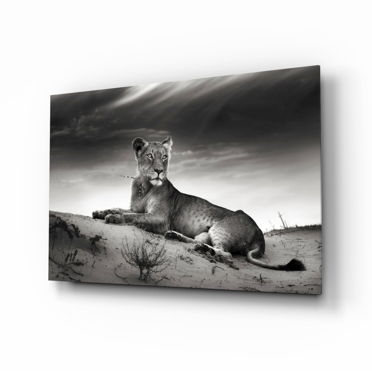 Black and white lioness resting on a sand ridge, glass wall art