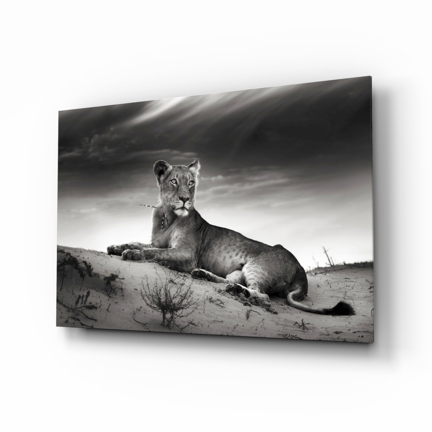 Black and white lioness resting on a sand ridge, glass wall art