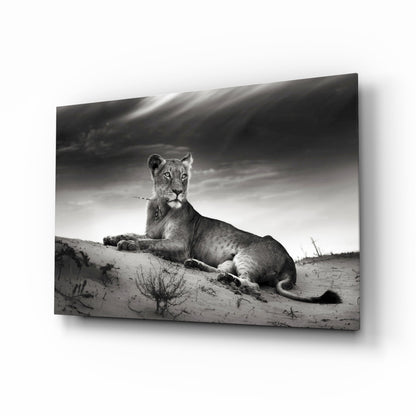 Black and white lioness resting on a sand ridge, glass wall art