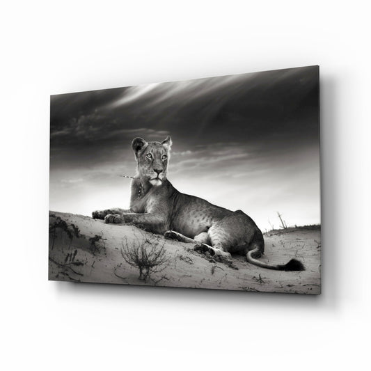 Black and white lioness resting on a sand ridge, glass wall art