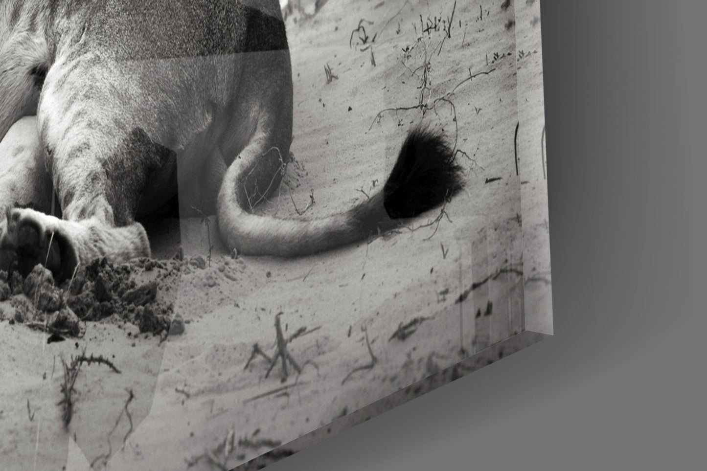 Lioness Glass Wall Art - Black and White Wildlife