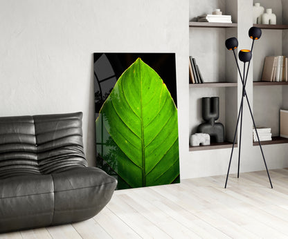 Green Leaf on Black Glass Wall Art